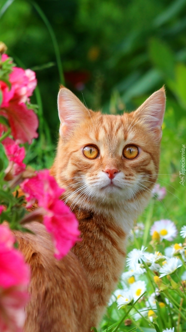 Rudy kotek obok kwiatów