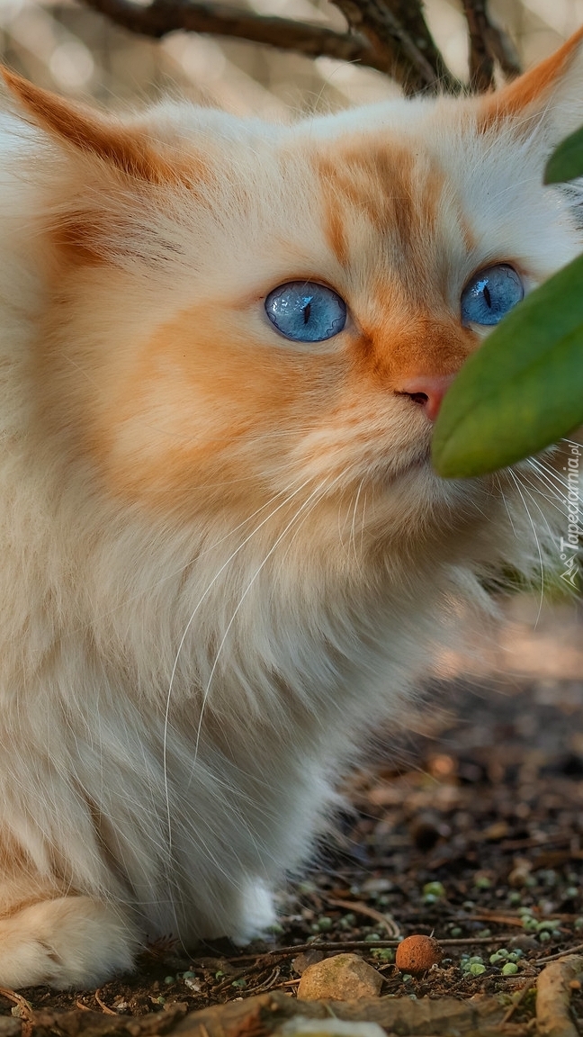 Rudy niebieskooki kot