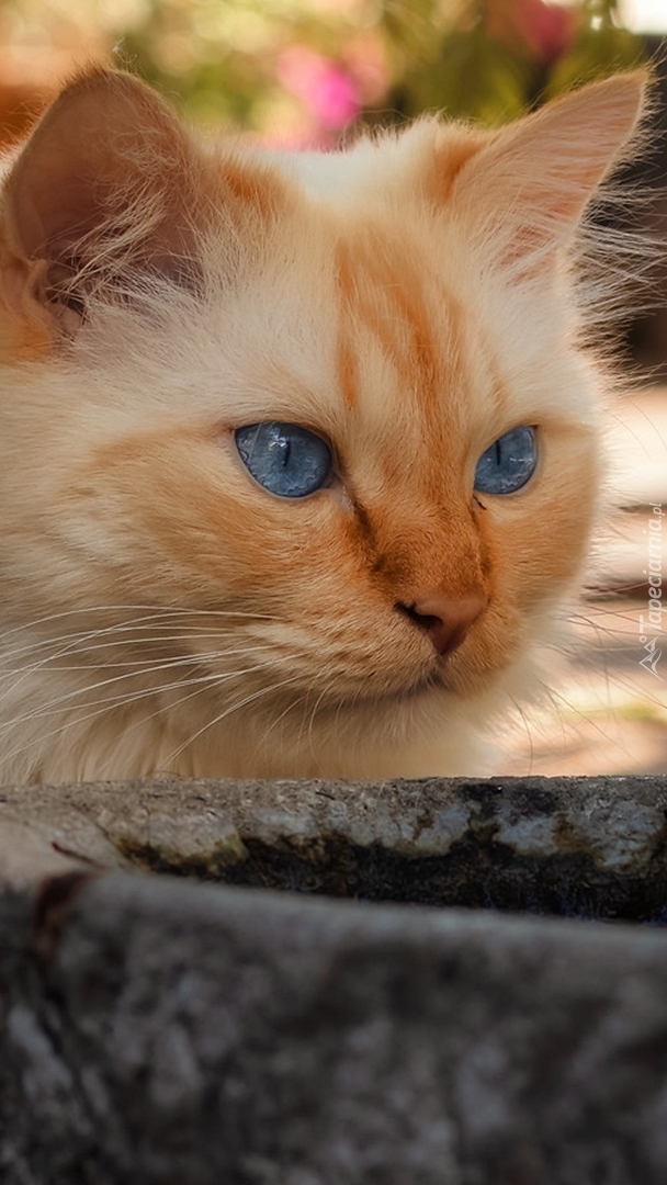 Rudy niebieskooki kot