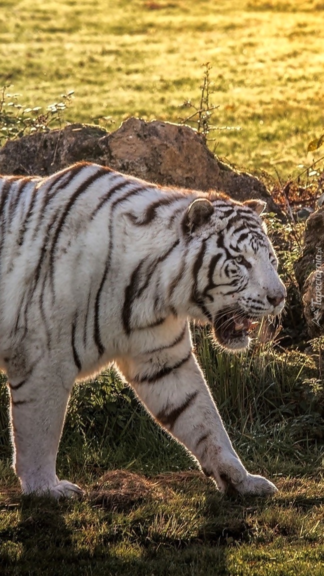 Ryczący biały tygrys