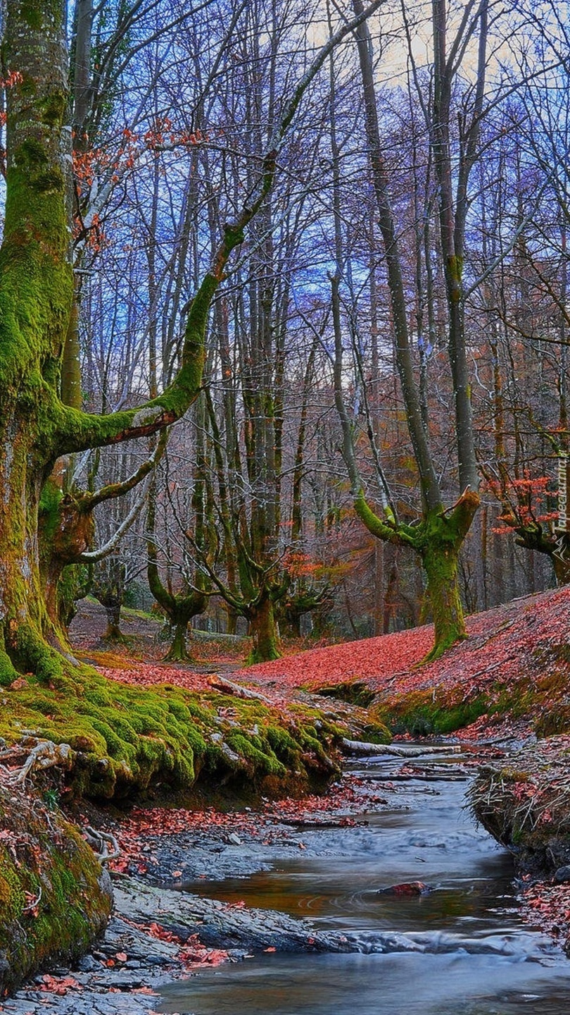 Rzeczka płynąca przez las jesienią