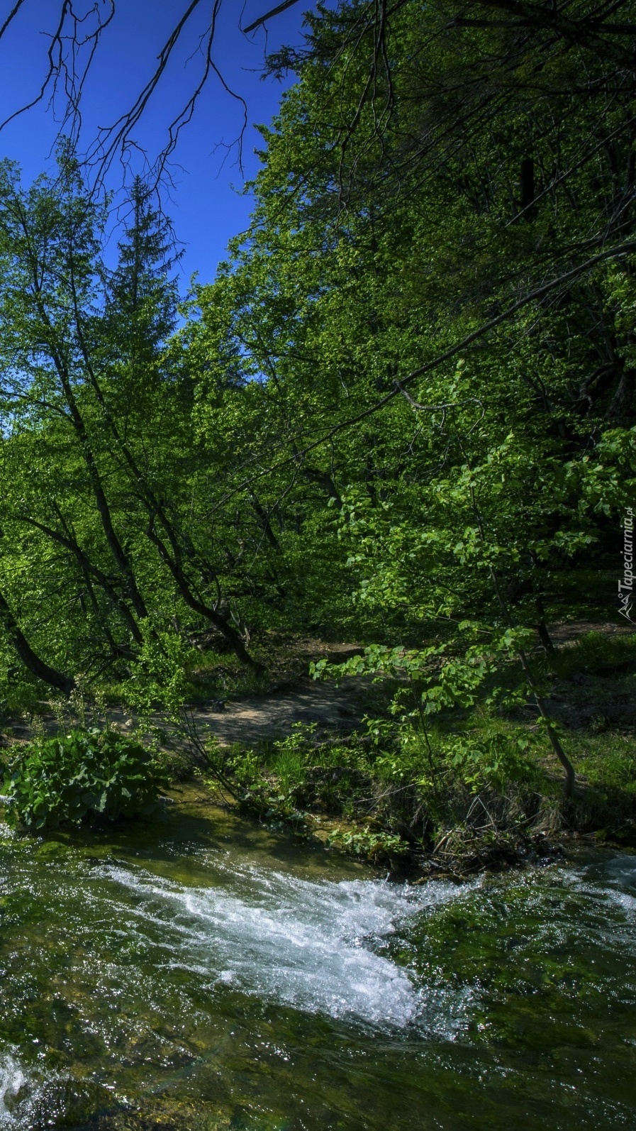 Rzeczka w lesie