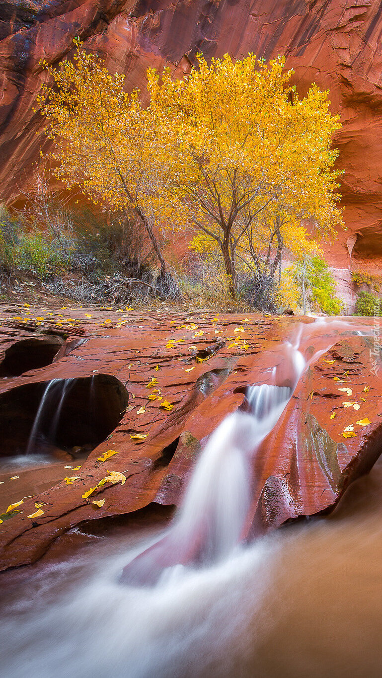 Rzeka Coyote Gulch i czerwone skały