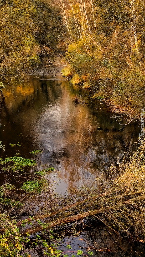 Rzeka jesienią w lesie