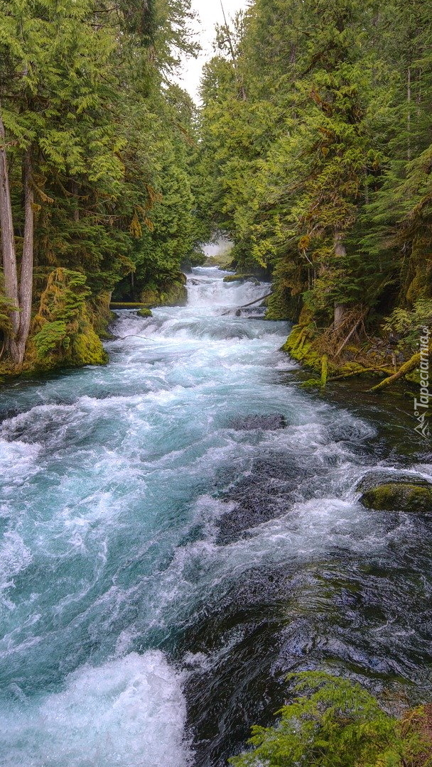 Rzeka McKenzie River