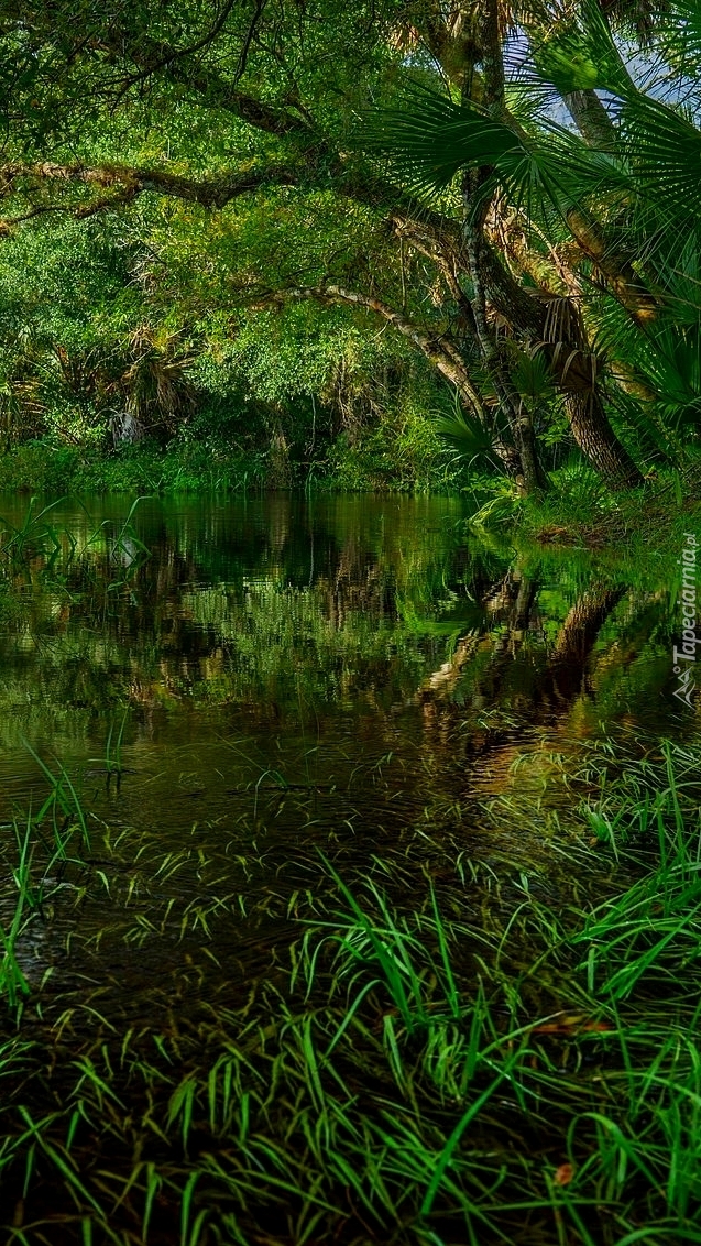 Rzeka Myakka w zielonym lesie