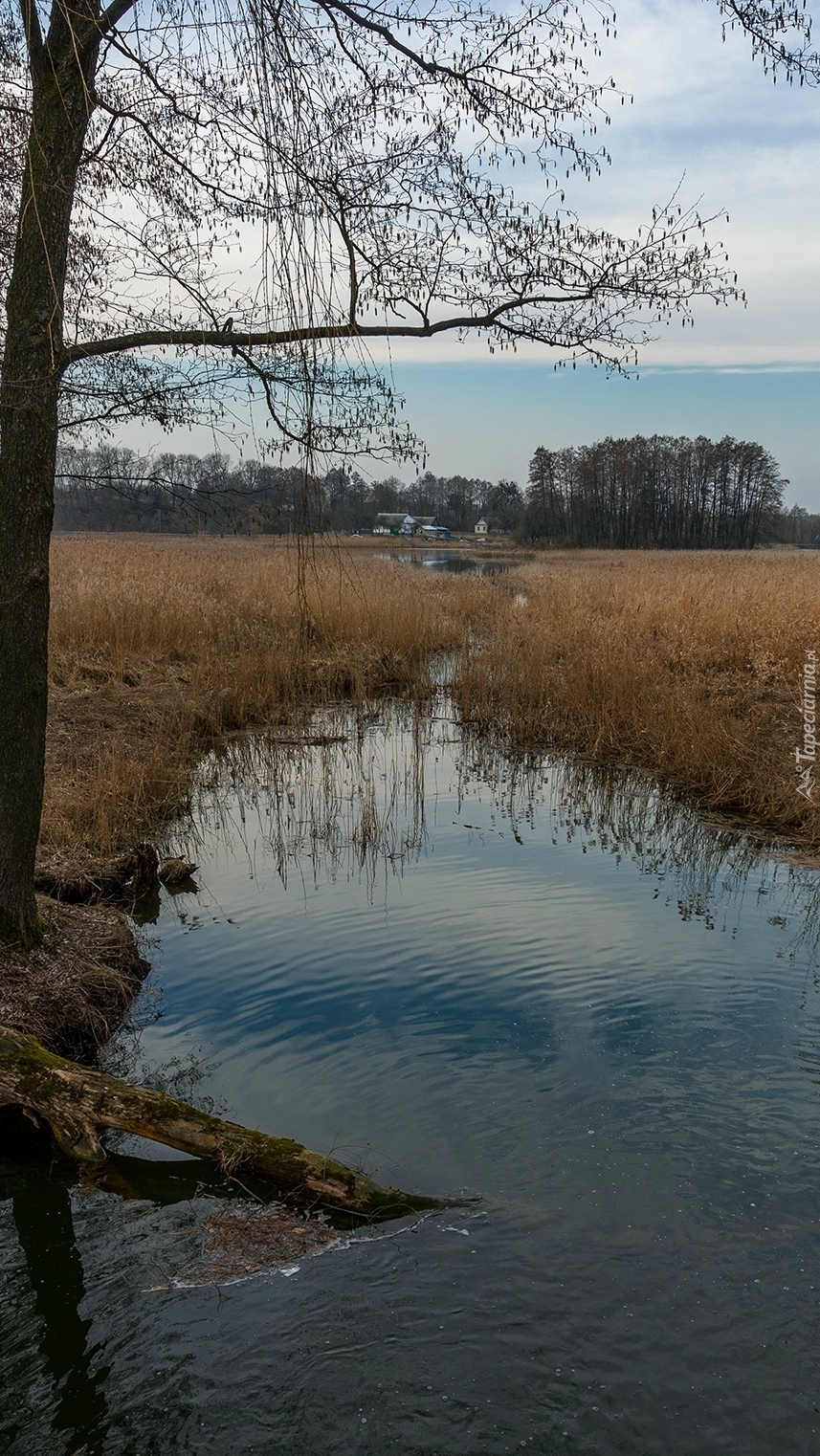 Rzeka płynąca pomiędzy suchymi trawami