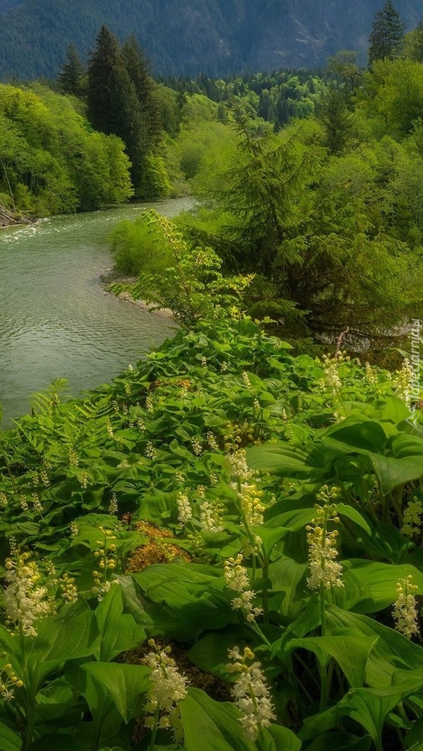 Rzeka Snoqualmie River