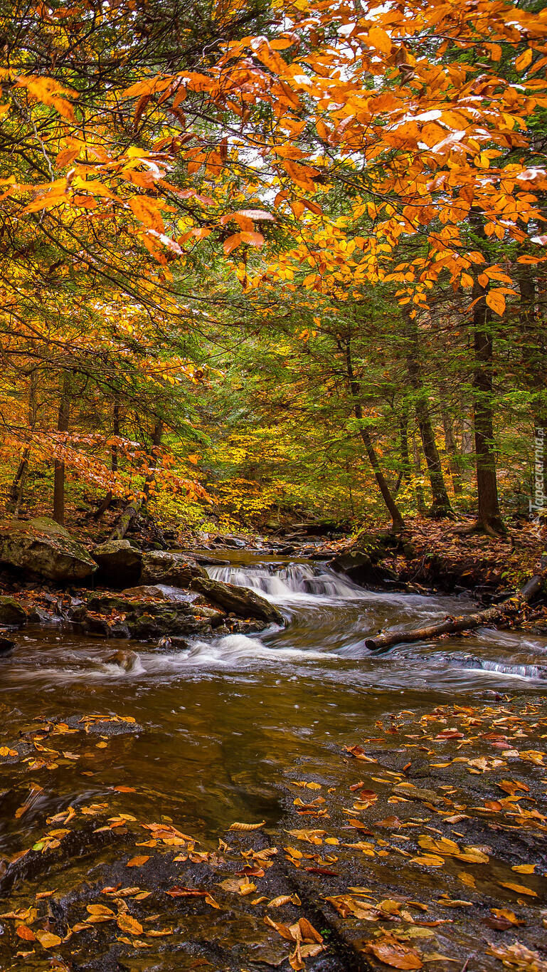 Rzeka w jesiennym lesie