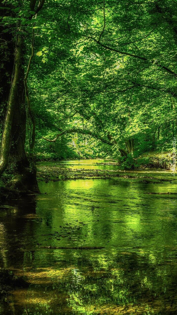 Rzeka w zielonym lesie