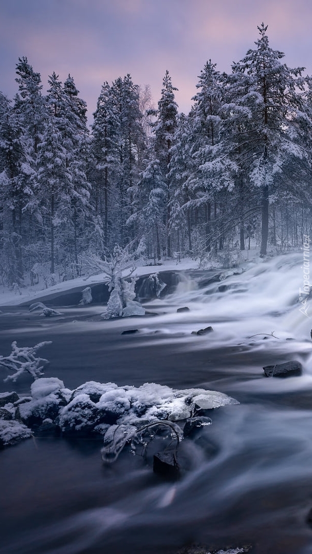 Rzeka w zimowym lesie