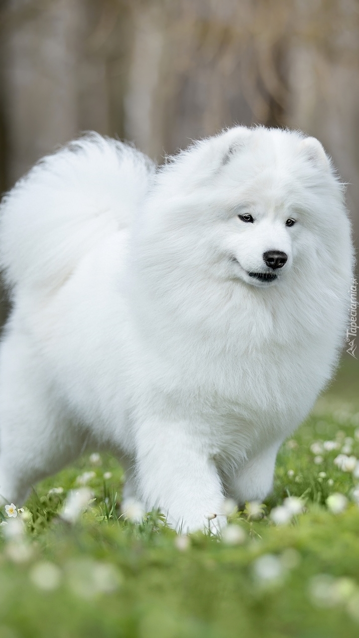 Samojed