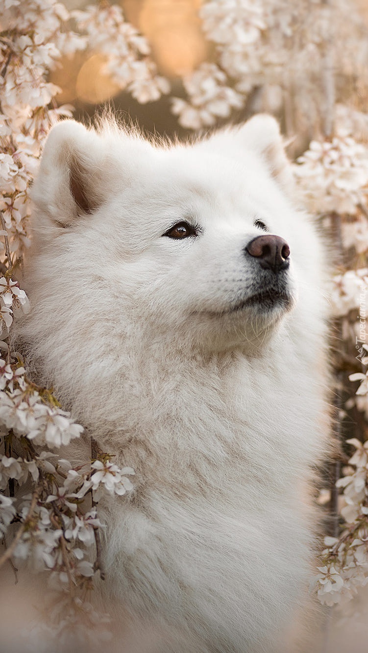 Samojed