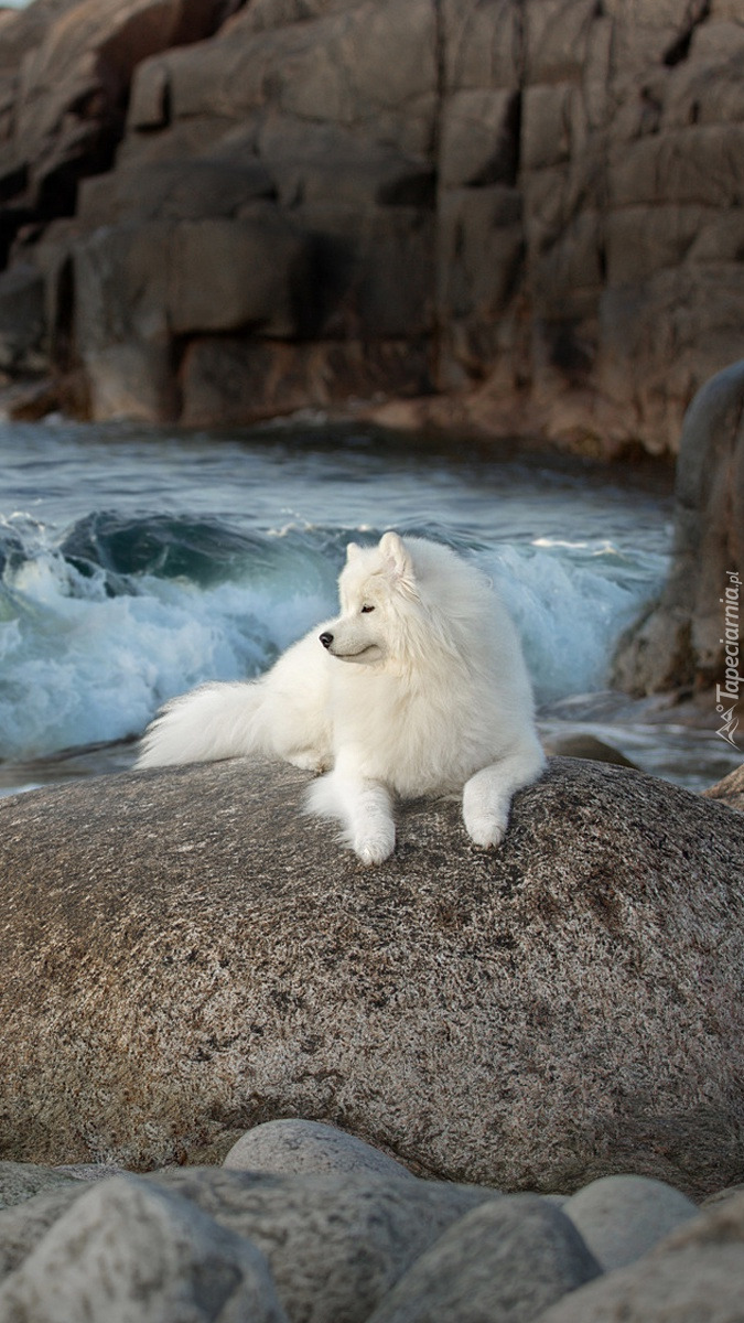 Samojed na kamieniu