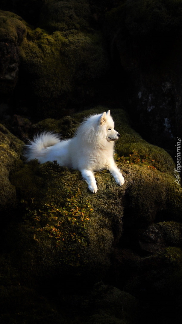 Samojed na skale