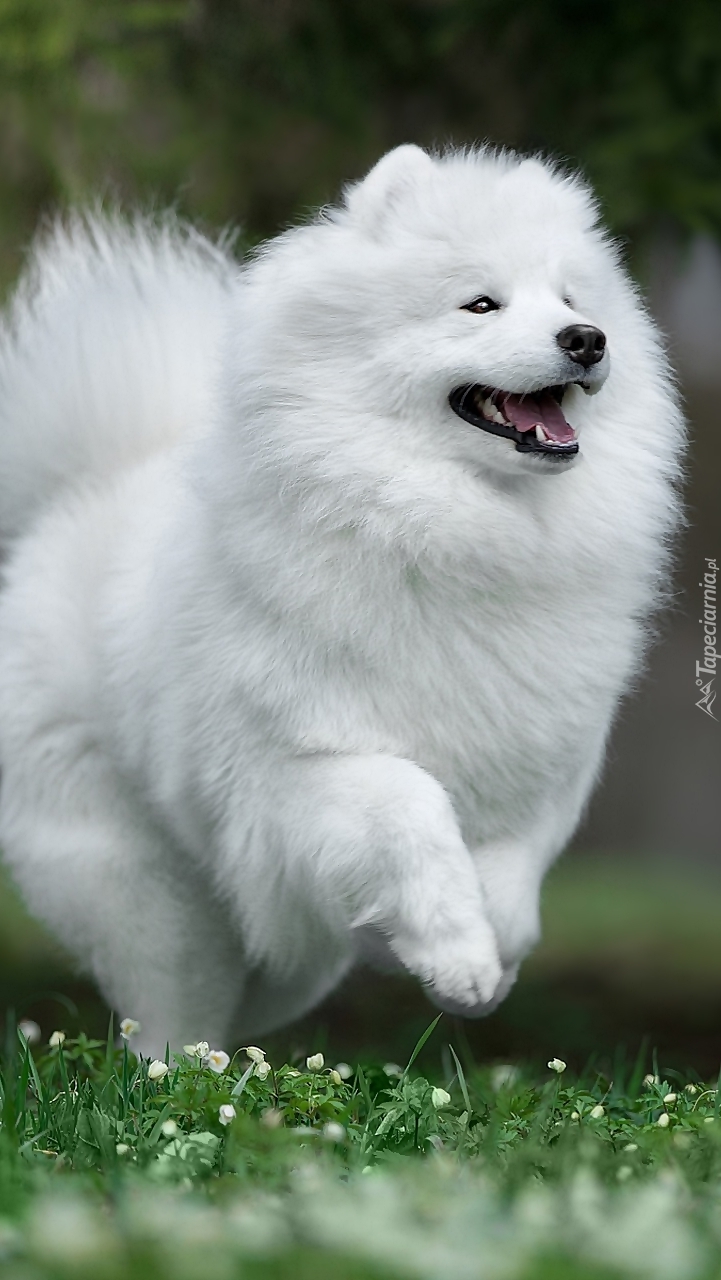 Samojed na trawie