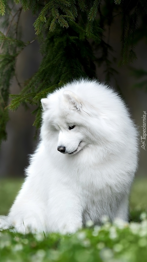 Samojed na zielonej trawie