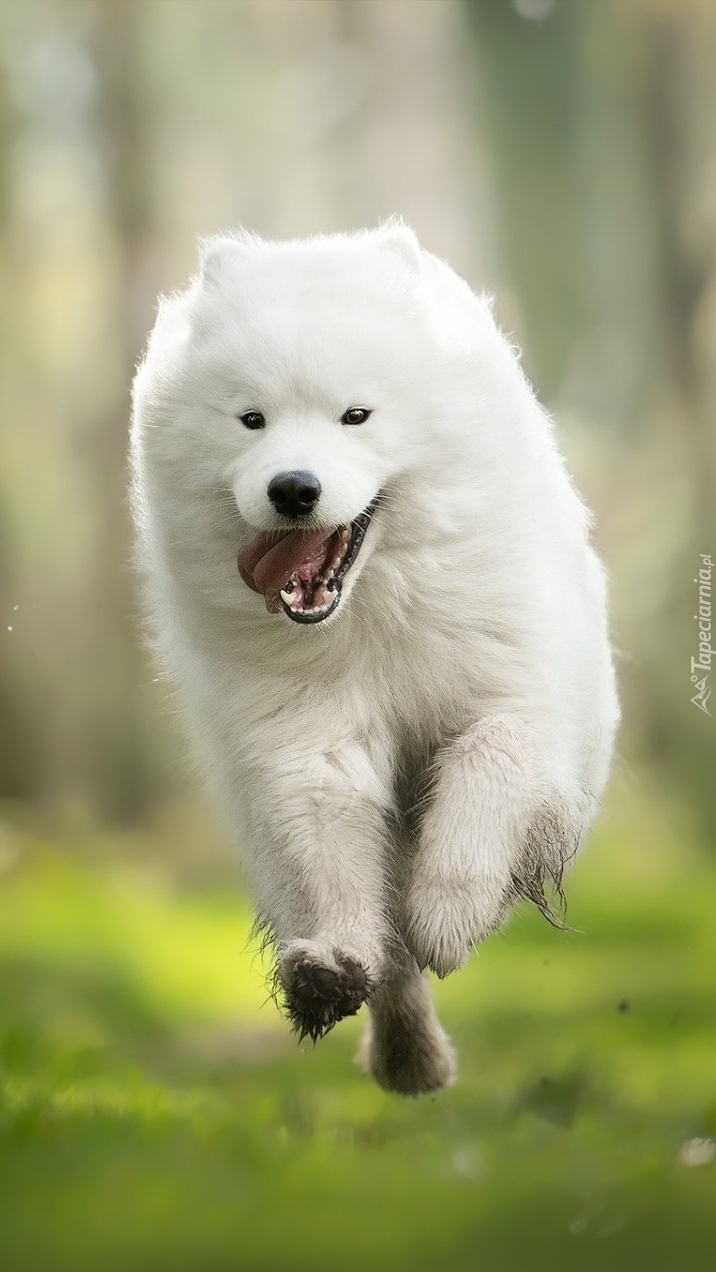 Samojed w biegu