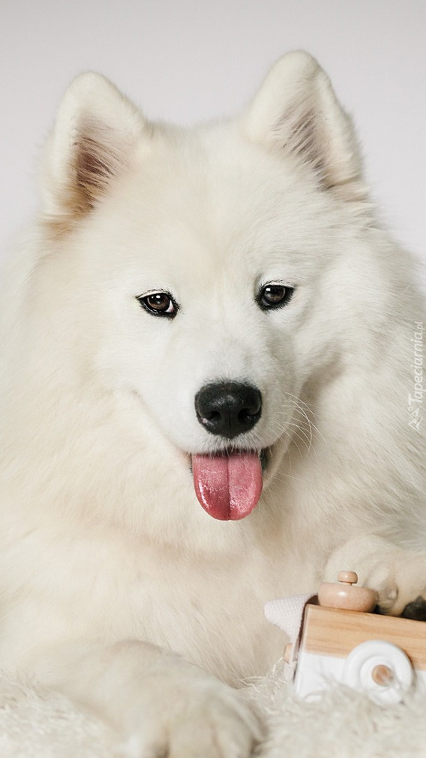 Samojed z zabawką