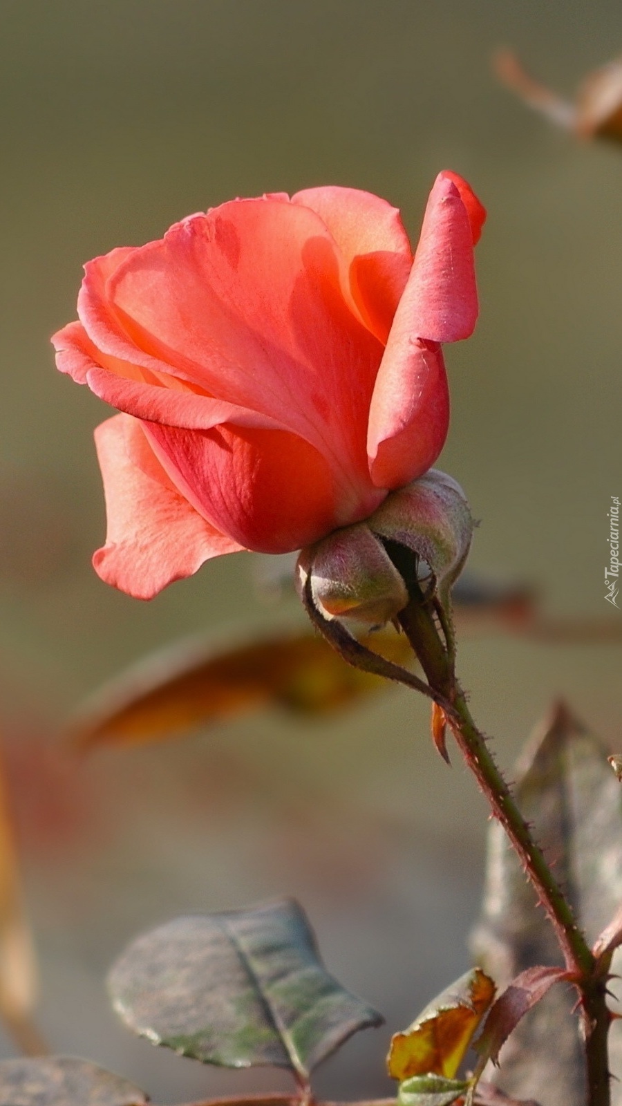 Samotna róża ogrodowa