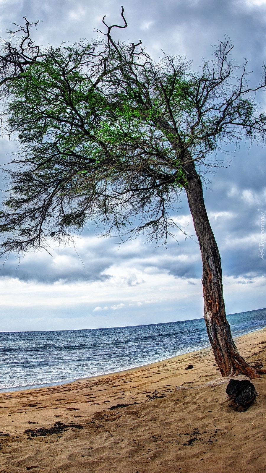 Samotne drzewo na plaży