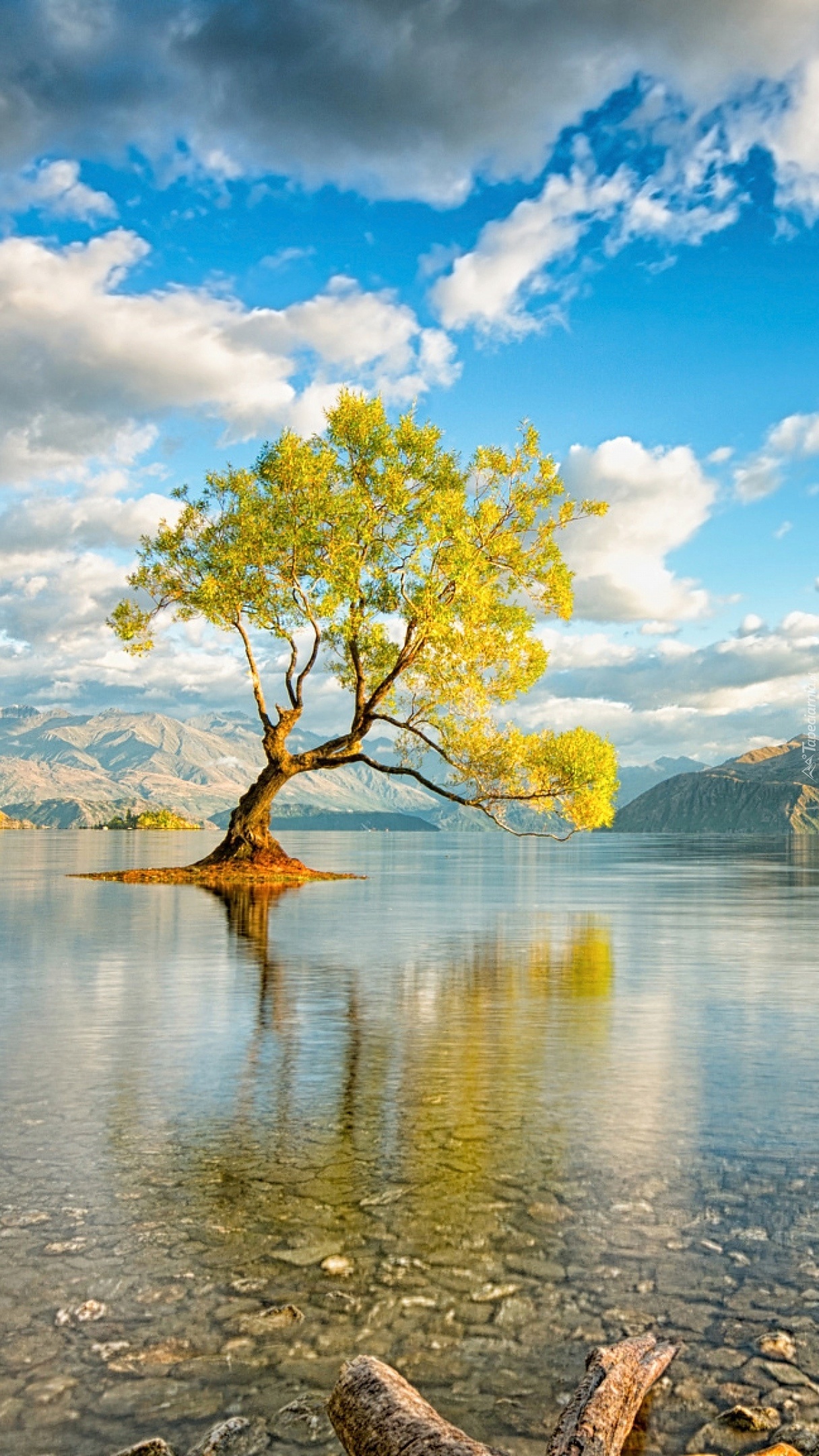 Samotne drzewo nad brzegiem jeziora