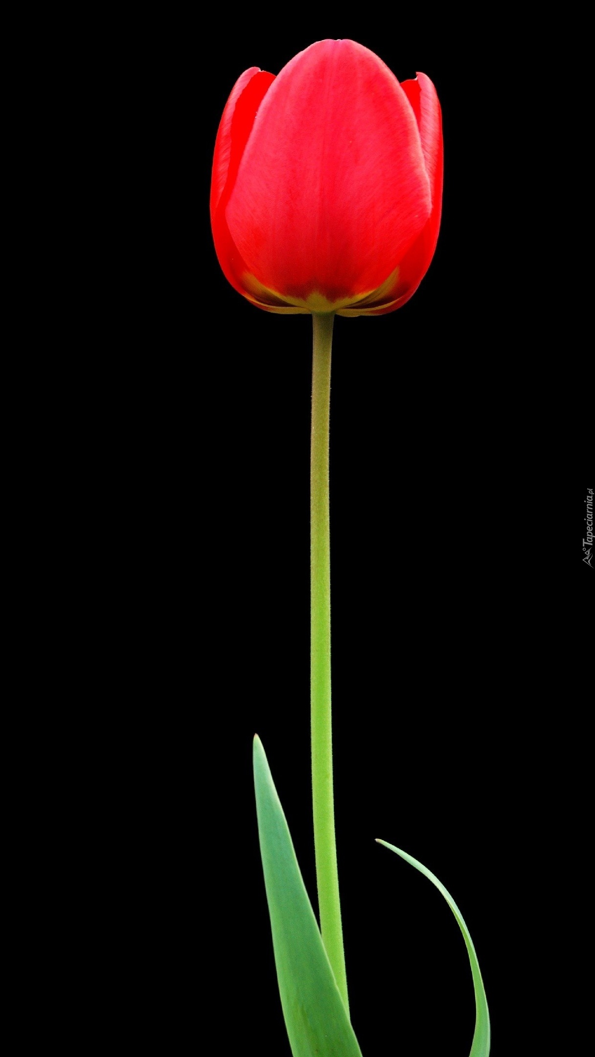 Samotny czerwony tulipan