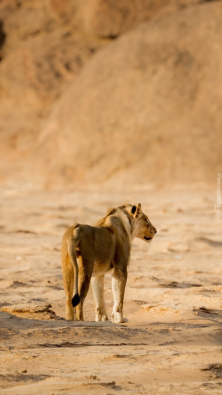 Samotny lew na pustyni