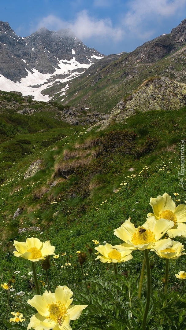Sasanki alpejskie w Alpach Pennińskich
