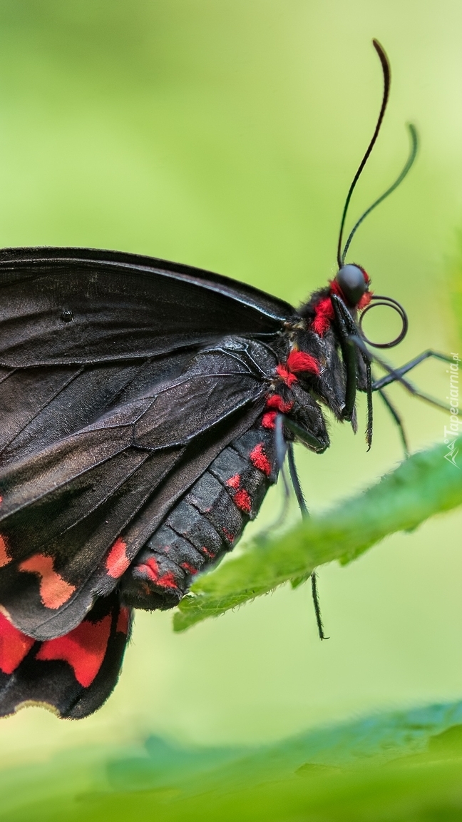 Scarlet mormon