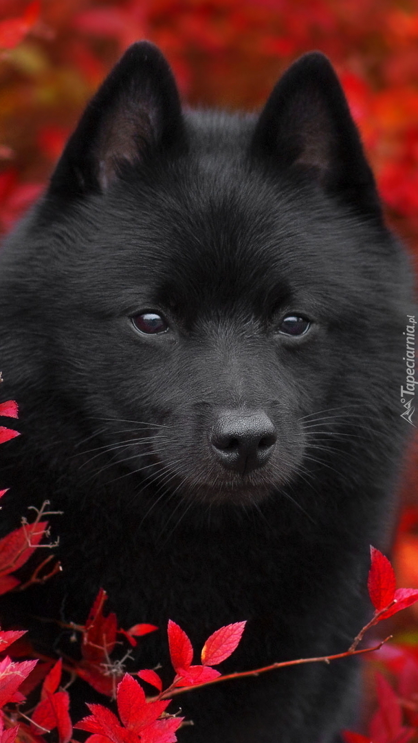 Schipperke