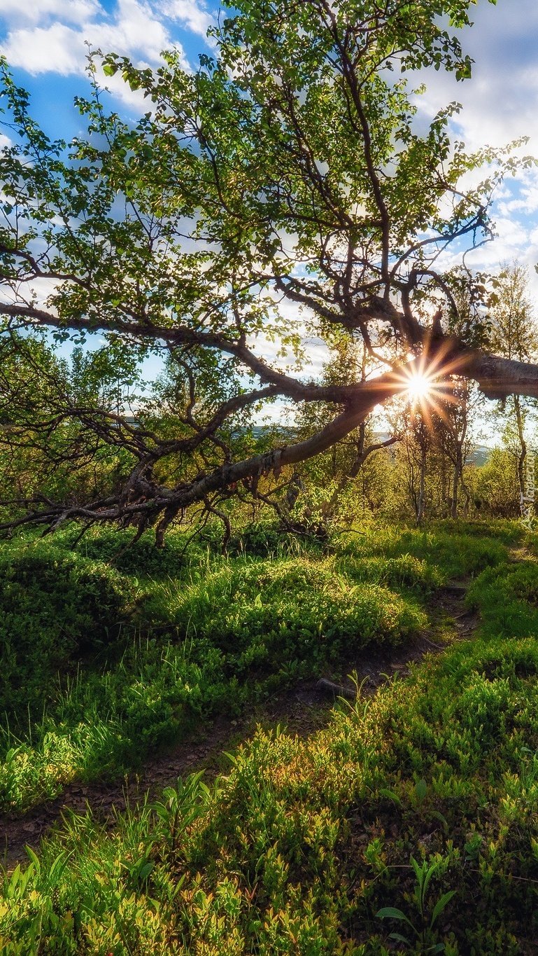 Ścieżka i drzewa przy promieniach słońca