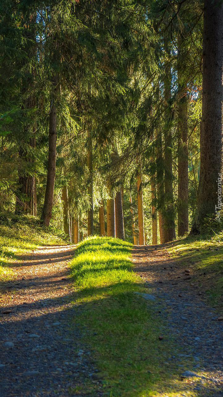 Ścieżka i drzewa w lesie
