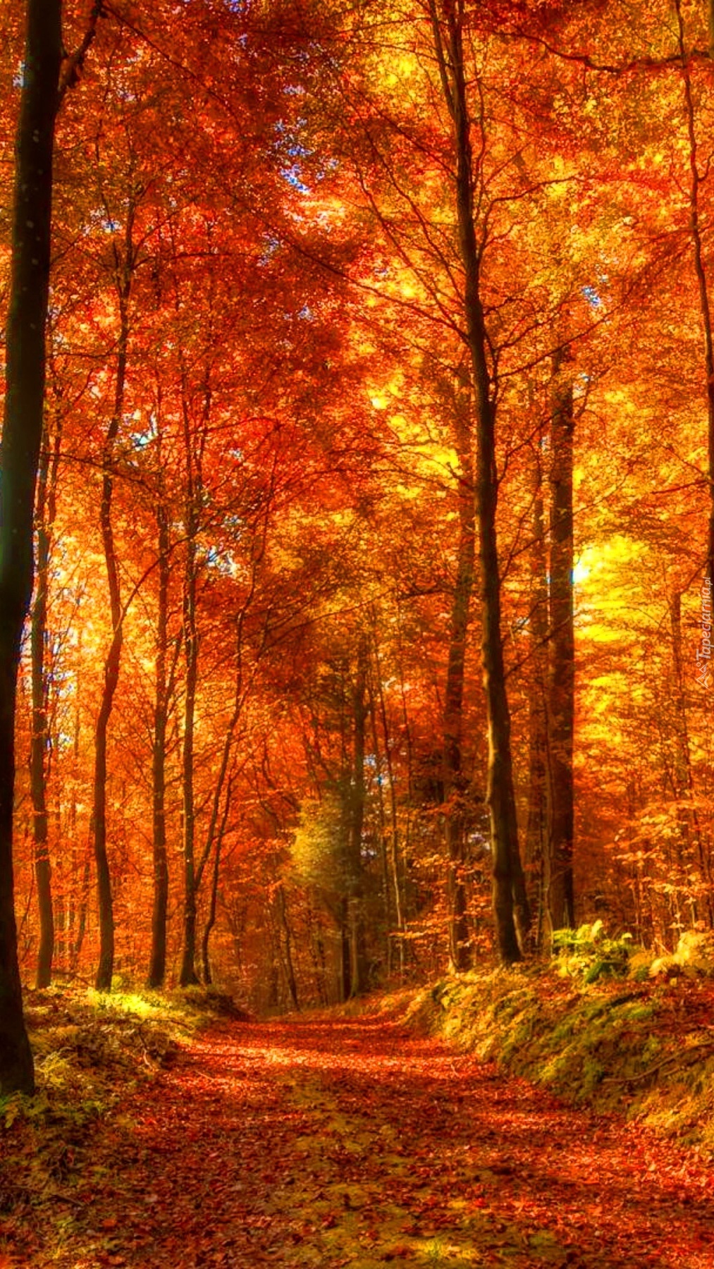 Ścieżka jesienna w lesie