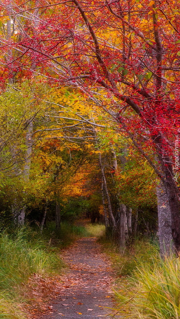 Ścieżka między kolorowymi drzewami