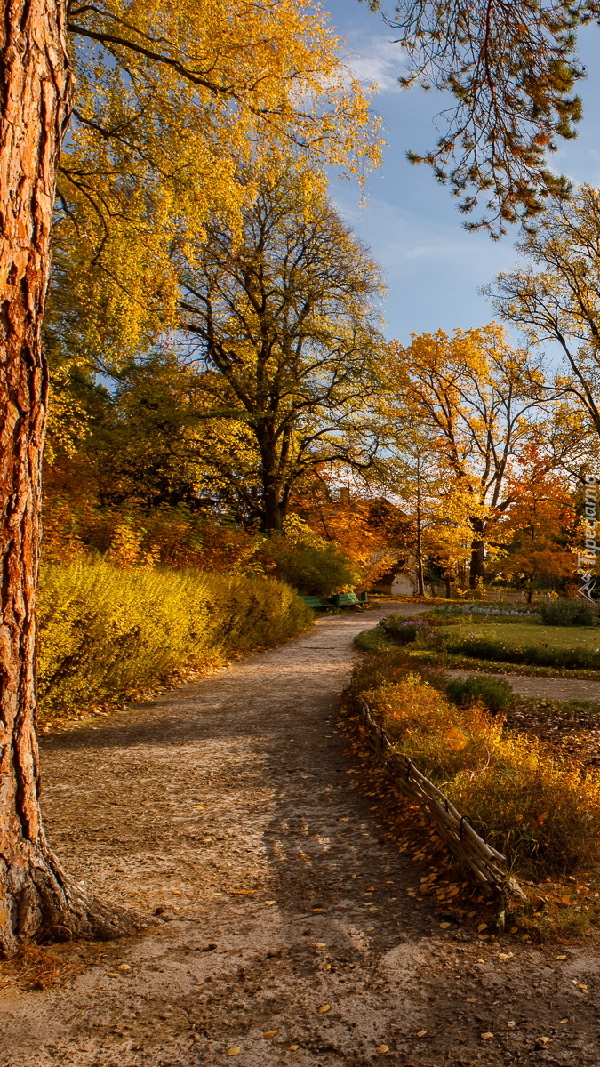 Ścieżka obok jesiennych drzew