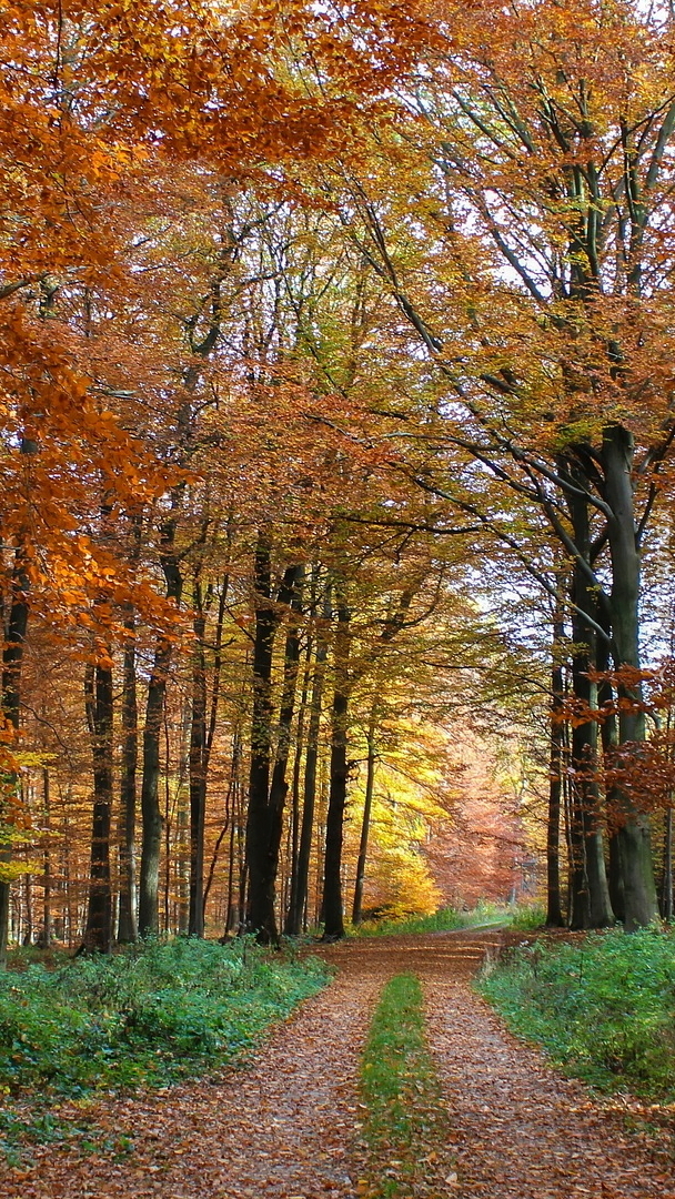 Ścieżka pod jesiennymi drzewami