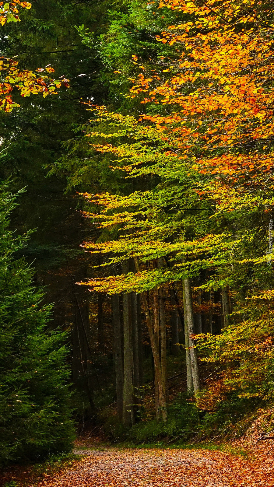 Ścieżka pośród drzew w jesiennym lesie