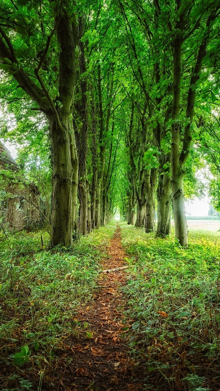 Ścieżka pośród zielonych drzew