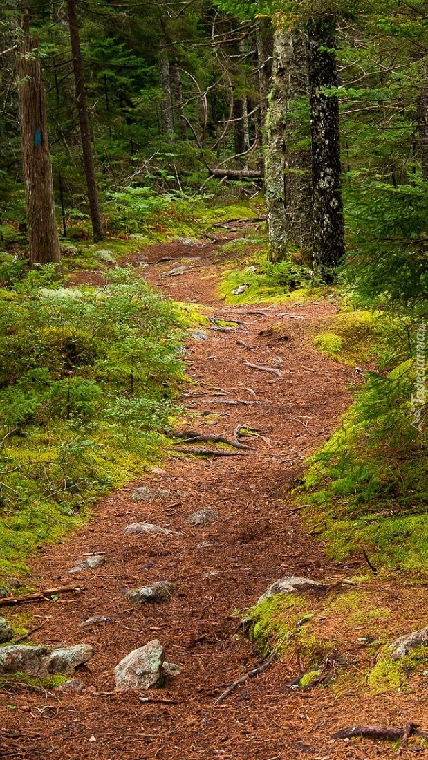 Ścieżka przez las iglasty