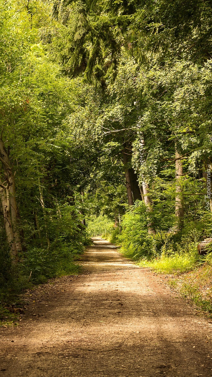 Ścieżka przez las liściasty