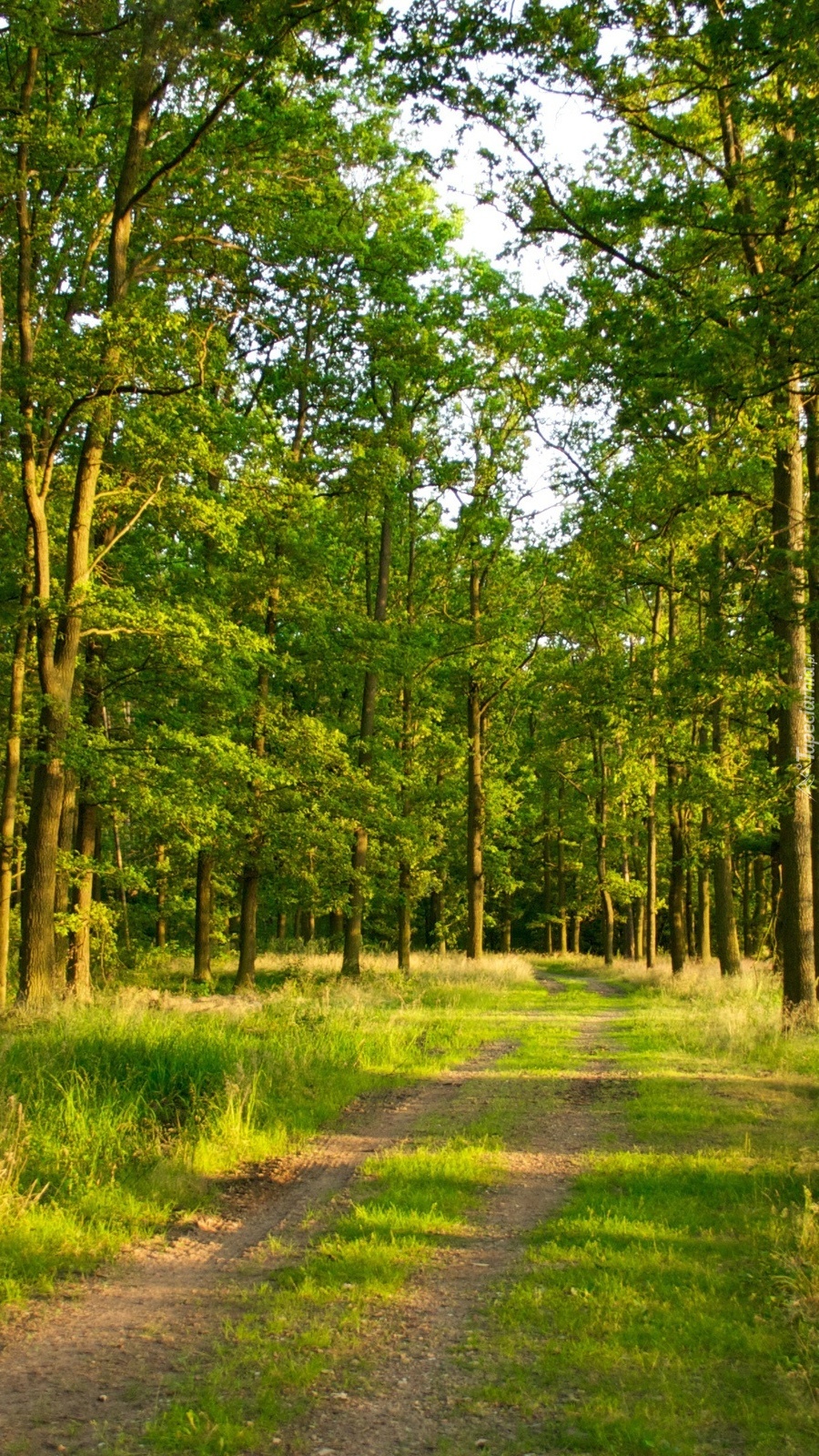 Ścieżka przez las