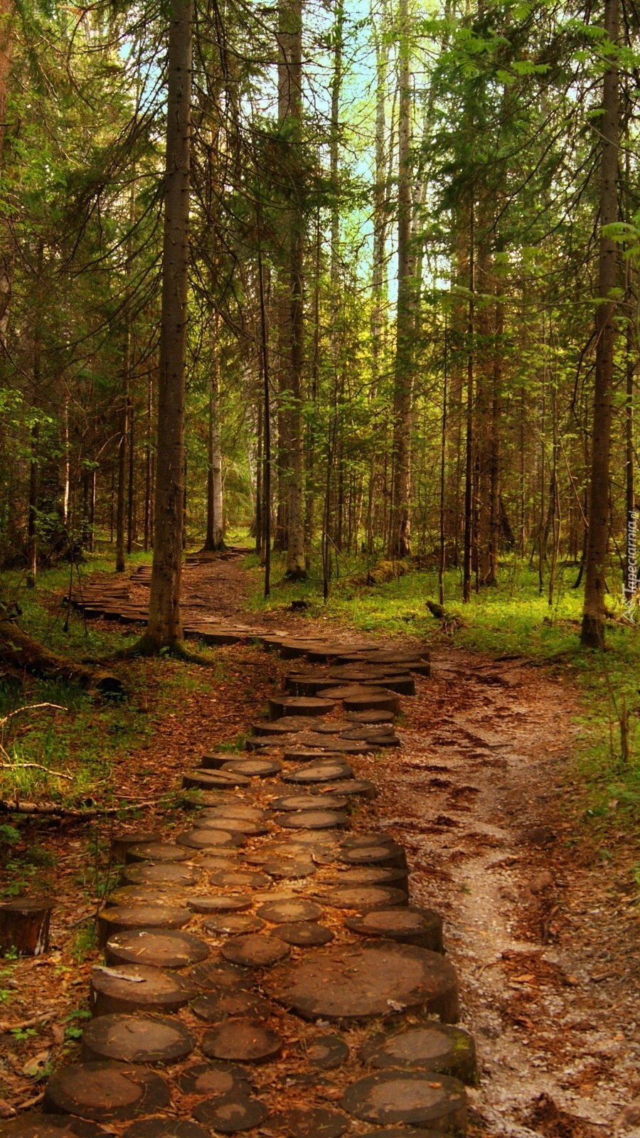 Ścieżka przez sosnowy las