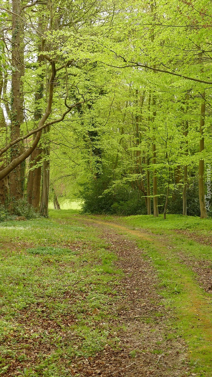 Ścieżka przez zielony las