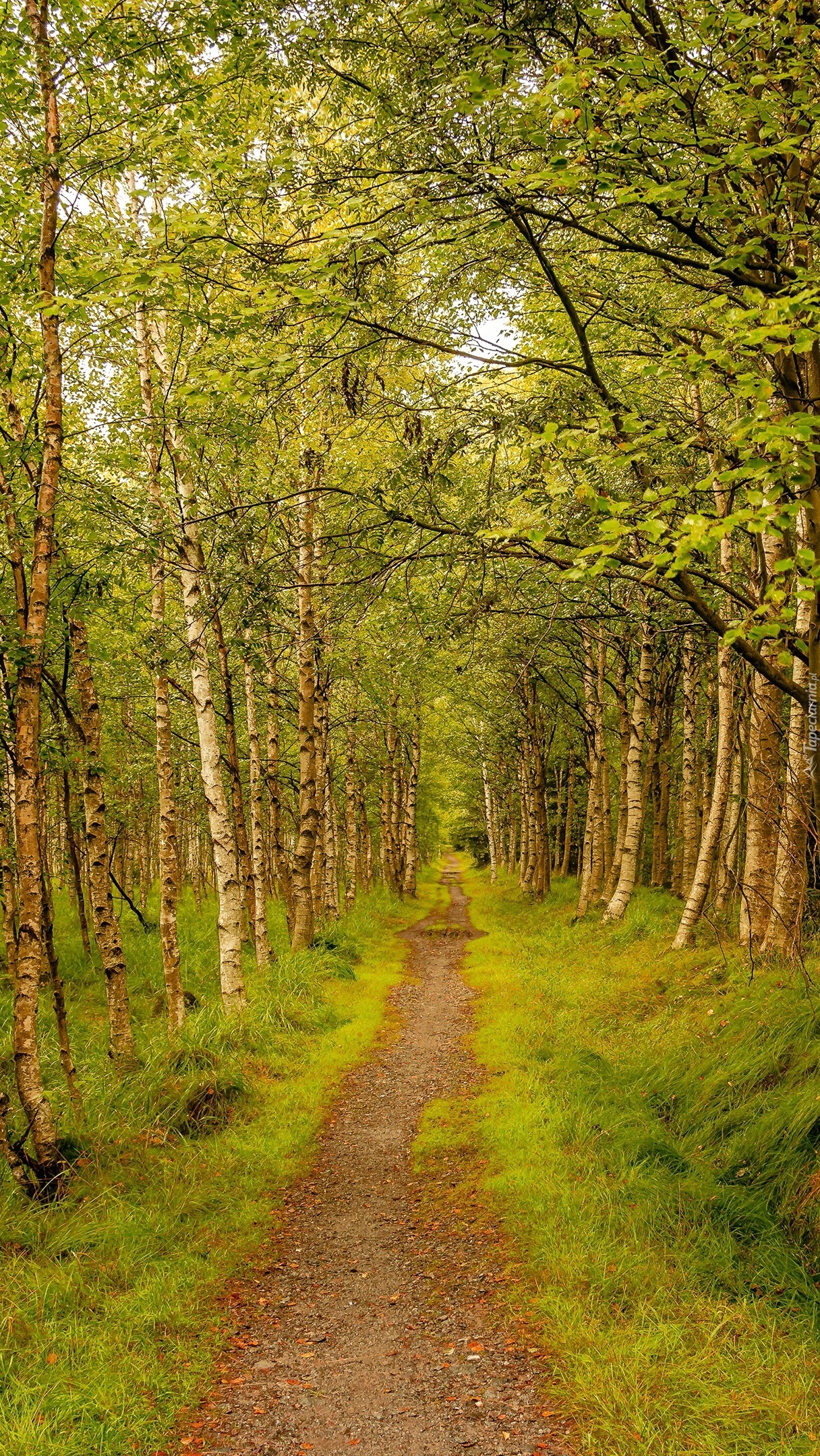 Ścieżka w brzozowym lesie