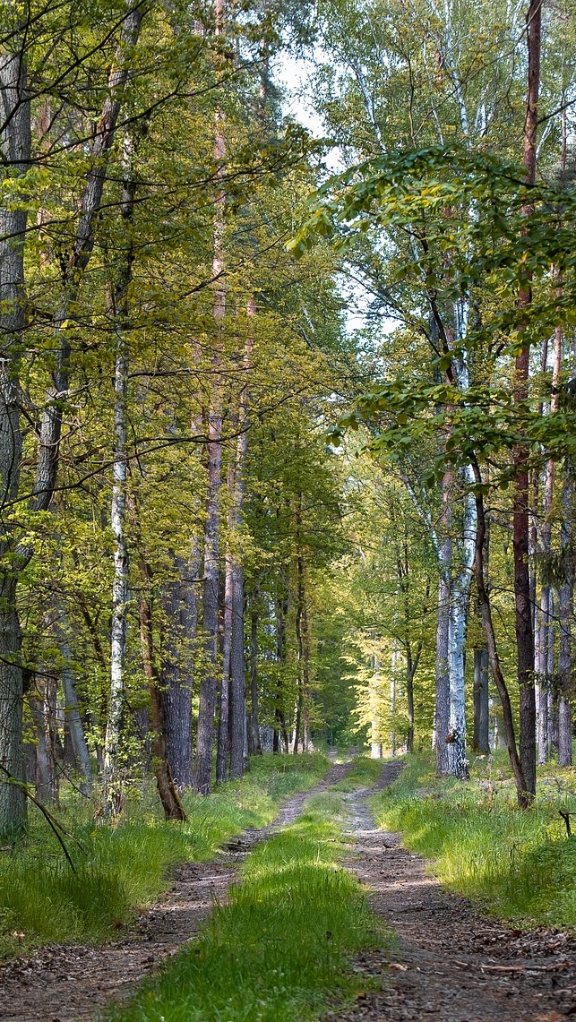 Ścieżka w lesie liściastym