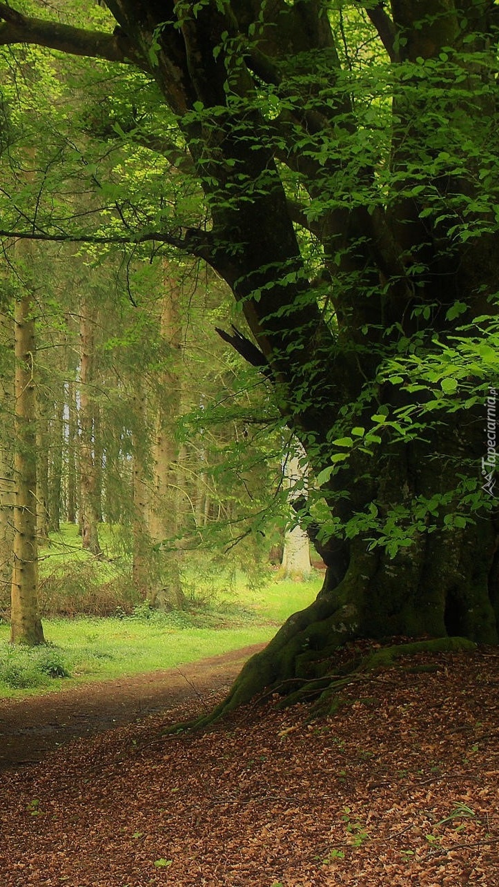 Ścieżka w lesie między drzewami