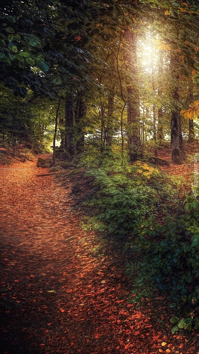 Ścieżka w lesie usłana liśćmi