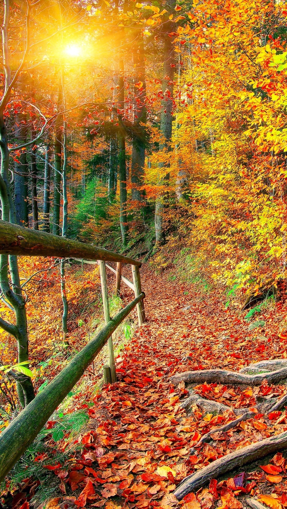 Ścieżka w słonecznym jesiennym lesie