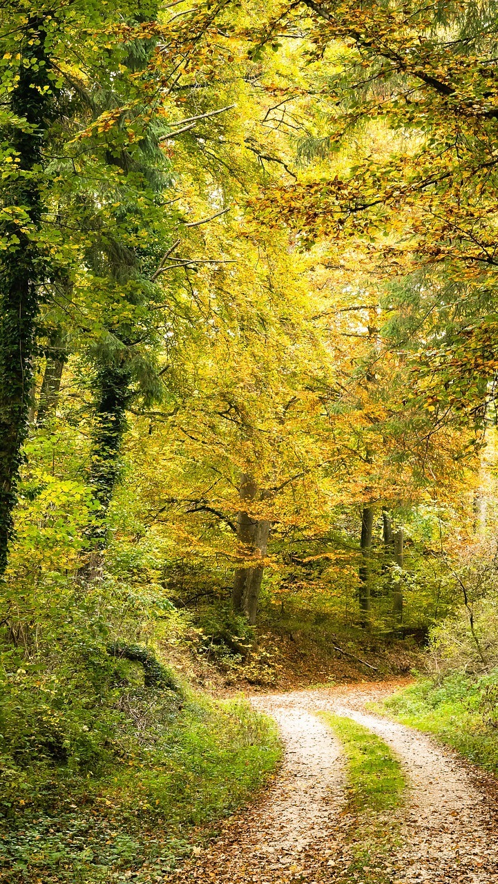 Ścieżka w słonecznym lesie